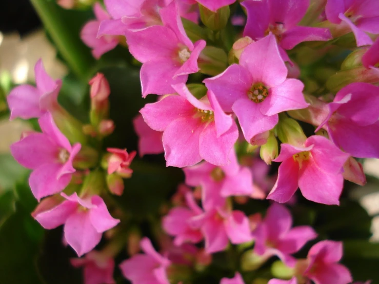 pink flowers that are inside of a large pot