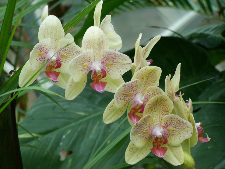 close up picture of some pink and yellow orchids