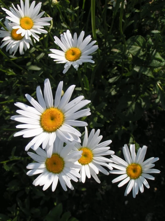 flowers that are standing up together