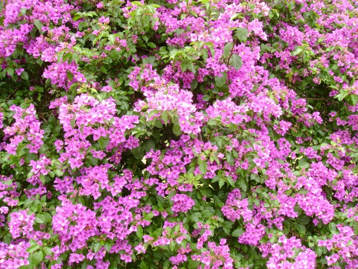 purple flowers blooming on the side of the road