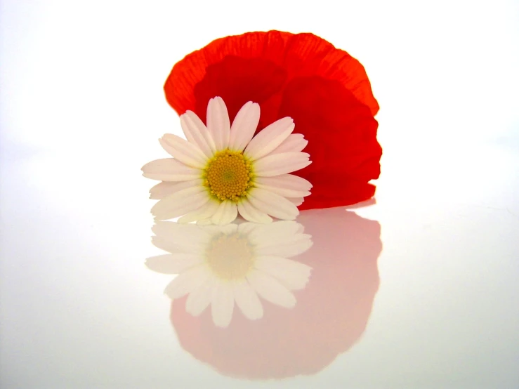 a red pillow, white flower, and shadow on the table