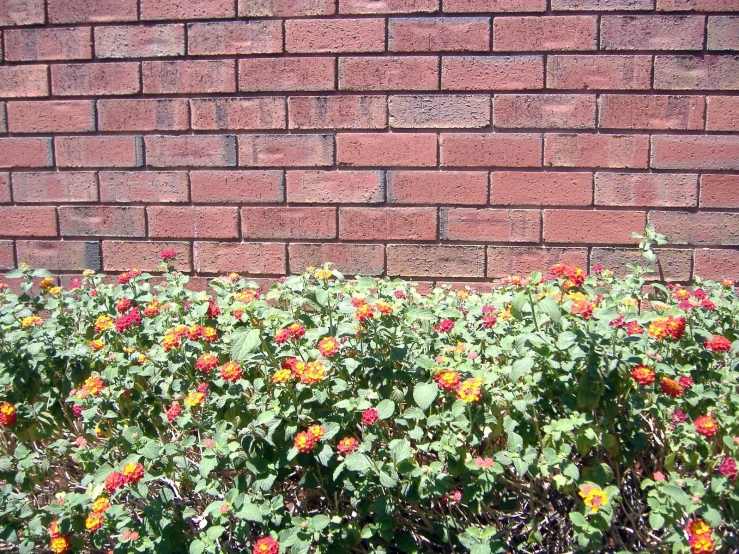flowers are growing in a small garden by a brick wall