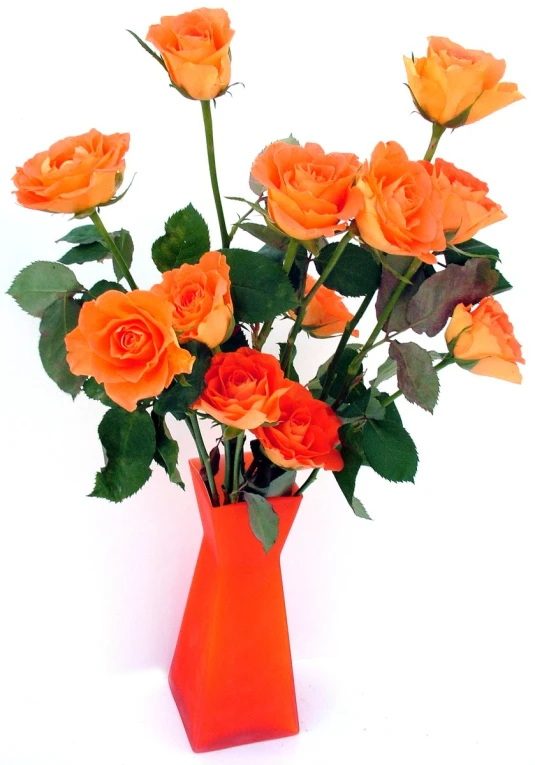 several orange roses are in an orange vase