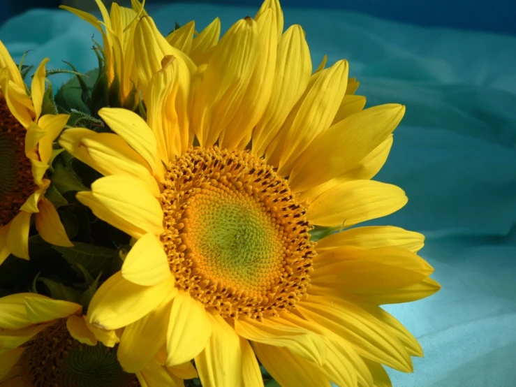 the sunflowers are yellow with green centers