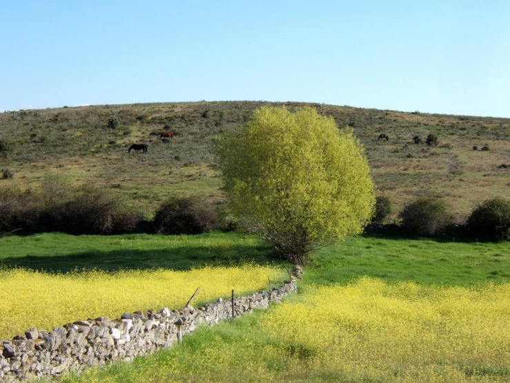 a lone tree stands in the middle of a grassy area