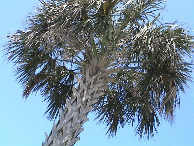 a po of palm trees with bright blue skies in the background