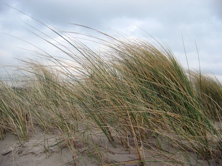 a couple of long grass covered beach next to tall grass