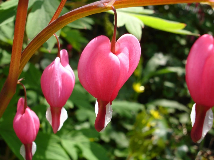 a bunch of pink flowers that are hanging from a nch