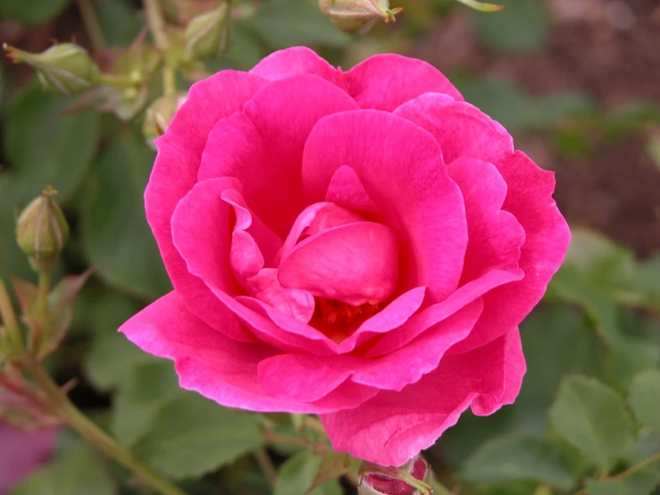 the large flower is red in color