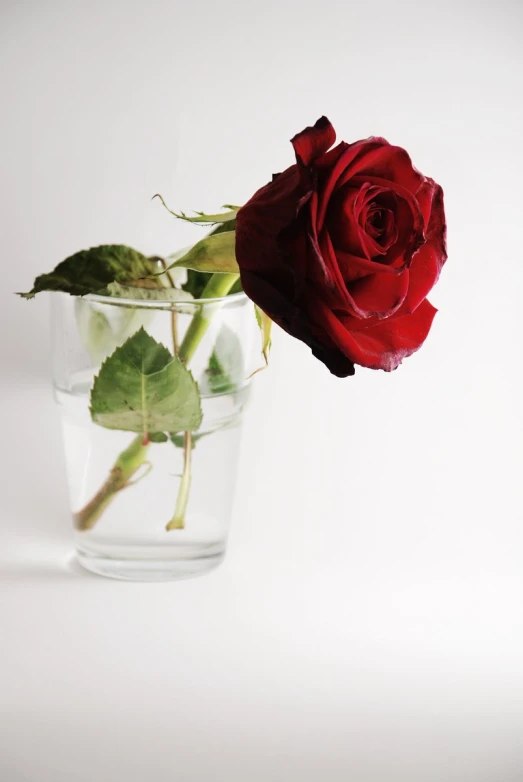 there is a small flower sitting in a glass of water