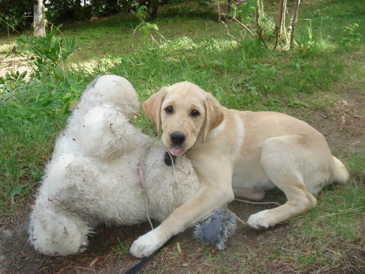 a large brown dog laying on top of a white stuffed animal