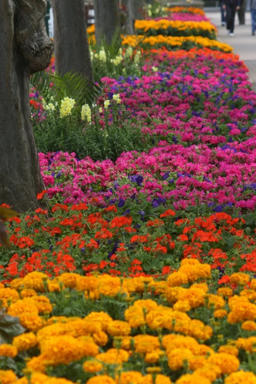 many different types of flowers growing by trees