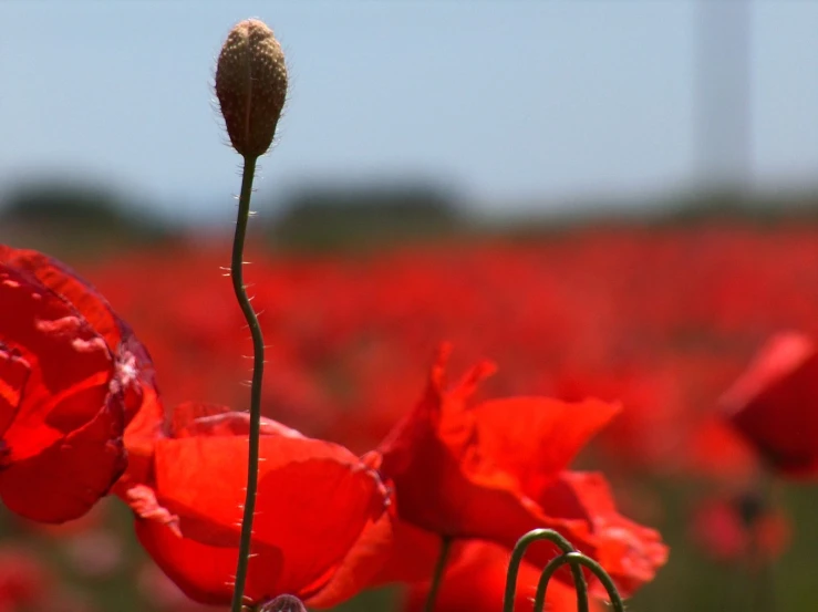 a close up of some red flowers and sky in the background