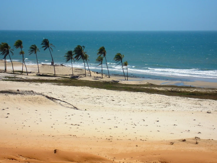 a beach with palm trees on it near the ocean