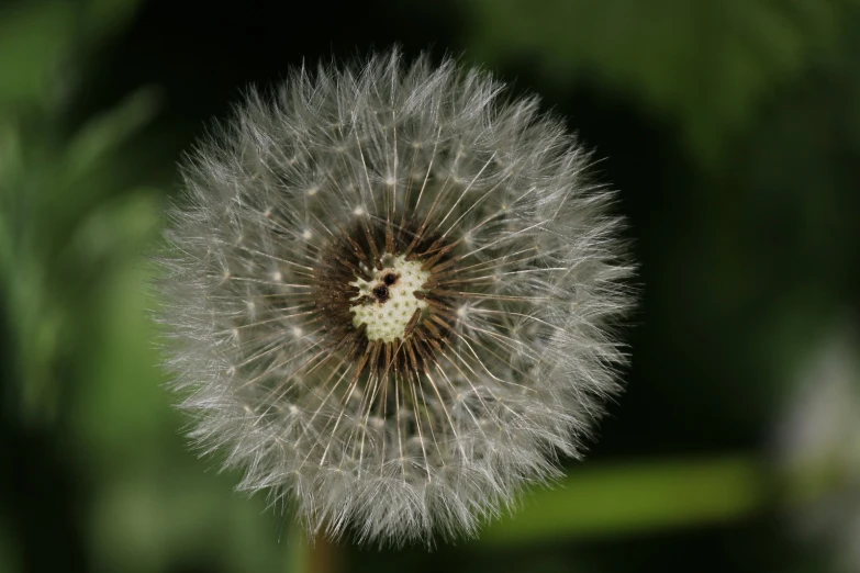 the dandelion is ready to be blown