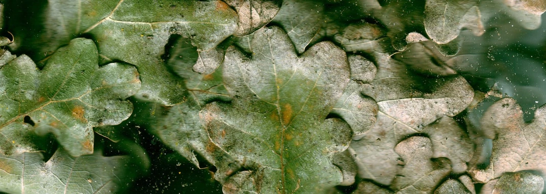 leaves with brown dots on them in the sunlight