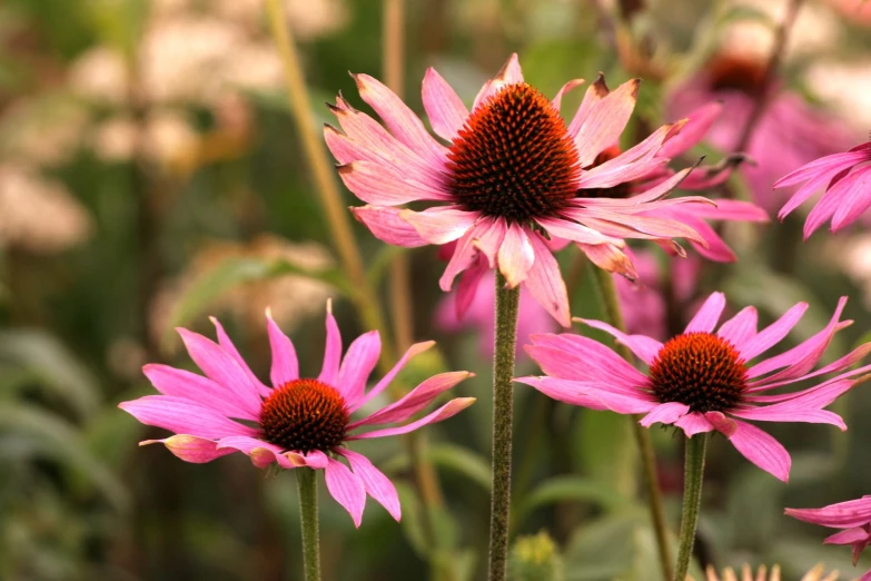 pink flowers with yellow tips in a field