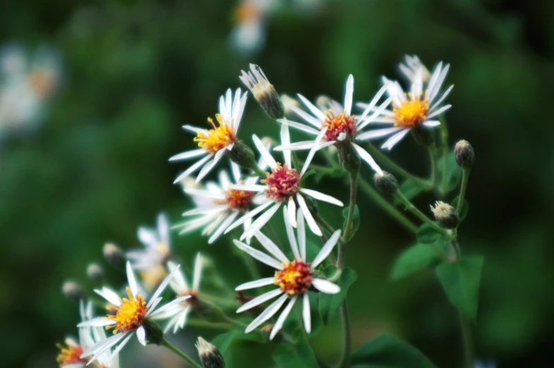 white and yellow flowers are in an open field