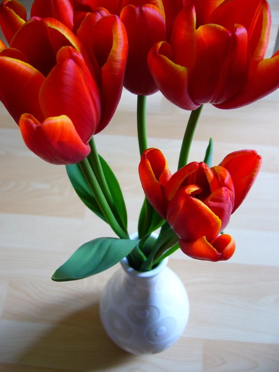 two small white vases with red and yellow tulips
