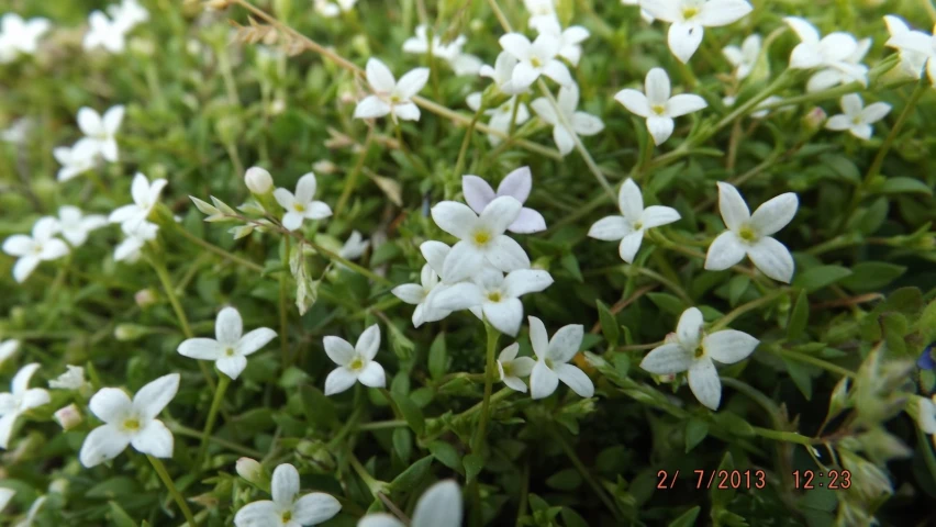 a bunch of flowers that are white