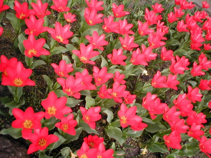 flowers in large containers sitting next to each other