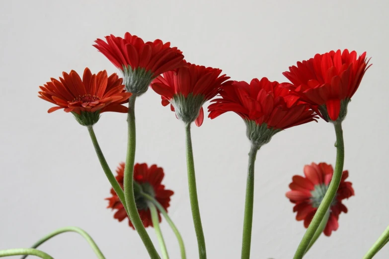 bright red flowers are in the center of a vase