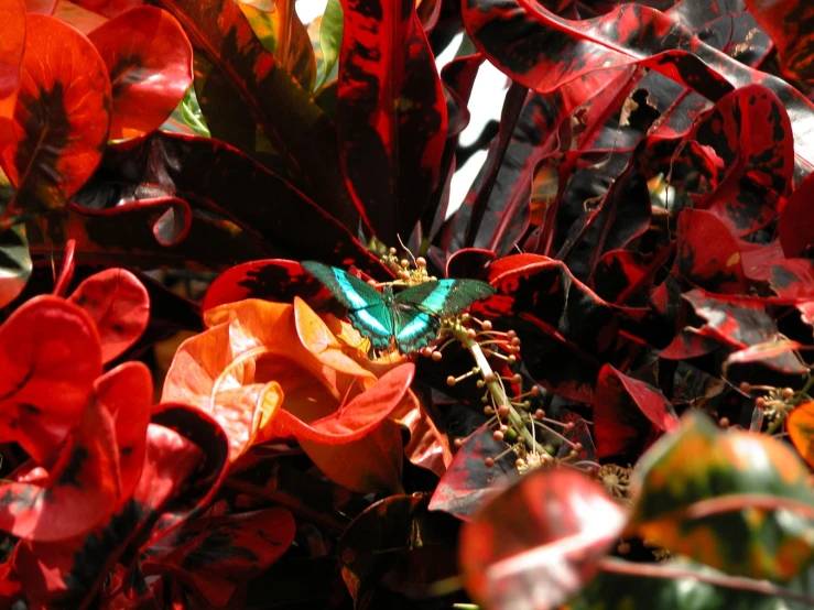 a small erfly is resting on top of flowers