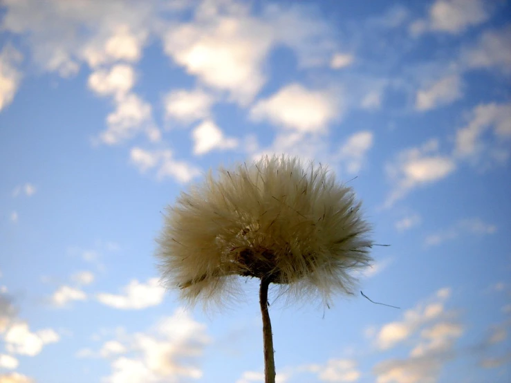 a dandelion up close against the sky