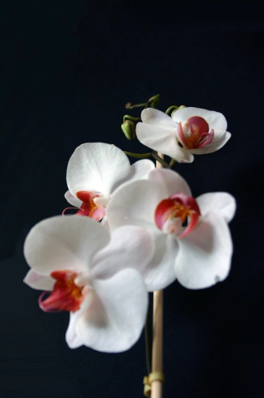 the white flower is set on a stem with very long leaves