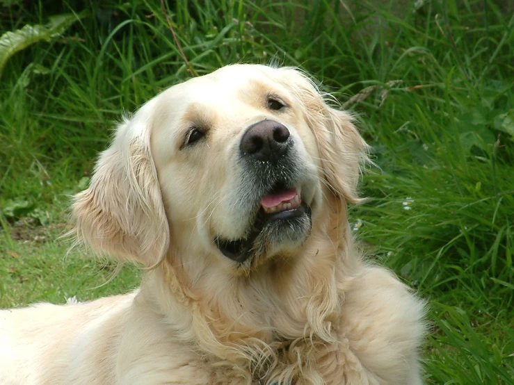 a tan dog lying in a field of grass