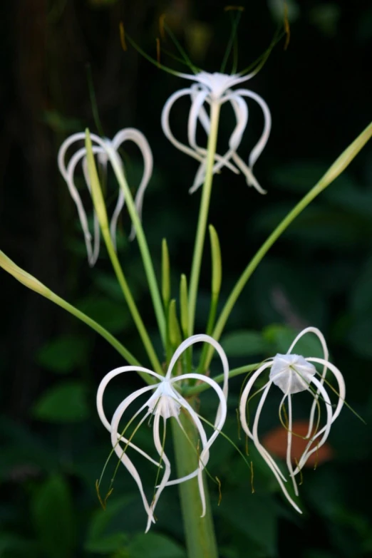 this beautiful white flower has heart shaped petals