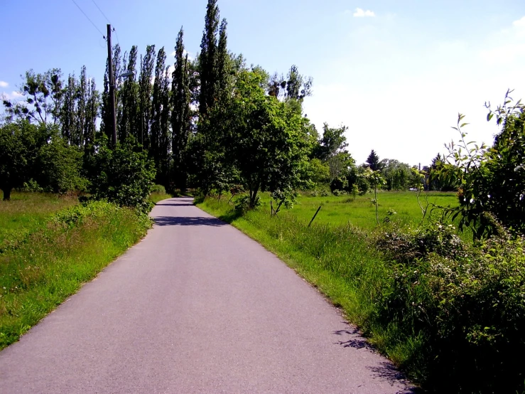 a paved road surrounded by trees in an open area