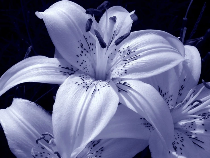 two white lily flowers against a black background