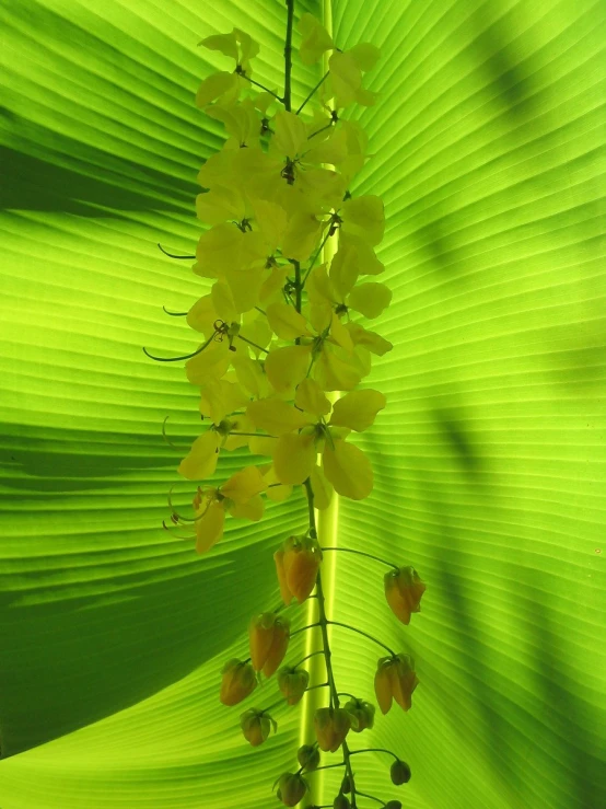 several small yellow flowers blooming on a green, leafy plant