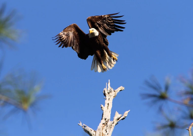 an eagle flying in the air near the top of a tree