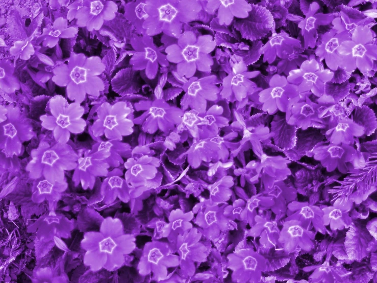 purple flowers and plants are shown close up