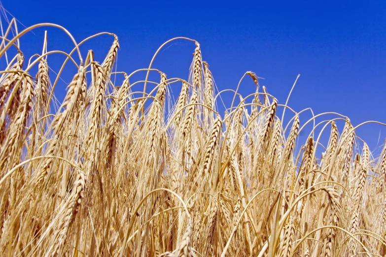 an image of some big wheat stalks in the field