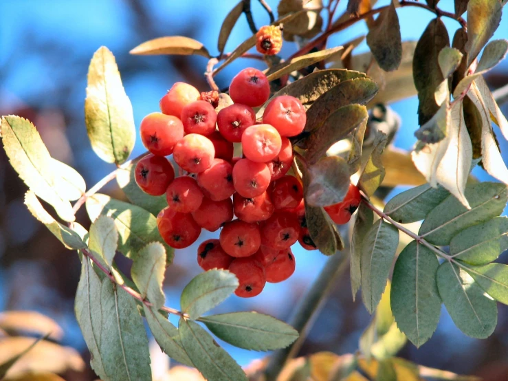 a cluster of fruit hanging on a tree with leaves