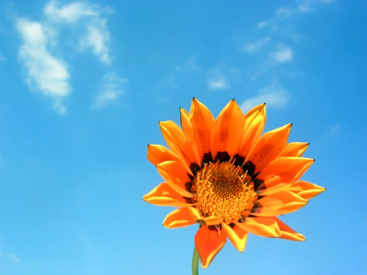 an orange flower against a blue sky with white clouds