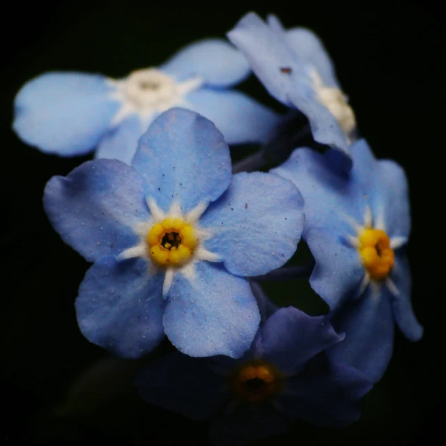 a bunch of small blue flowers