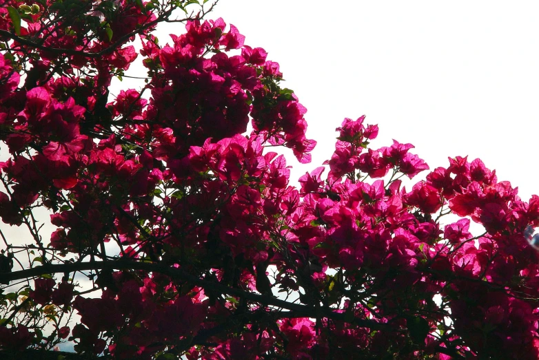 a close up of flowers on a tree outside