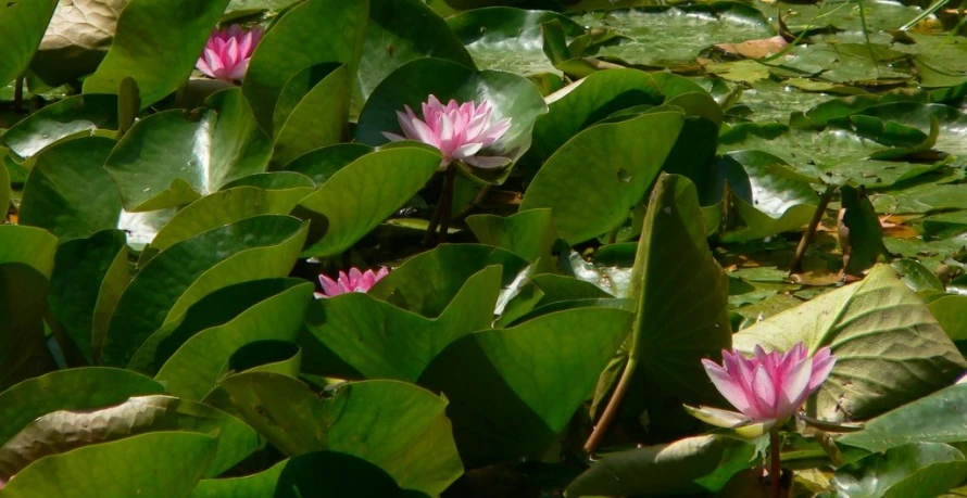 some green and pink water plants with leaves