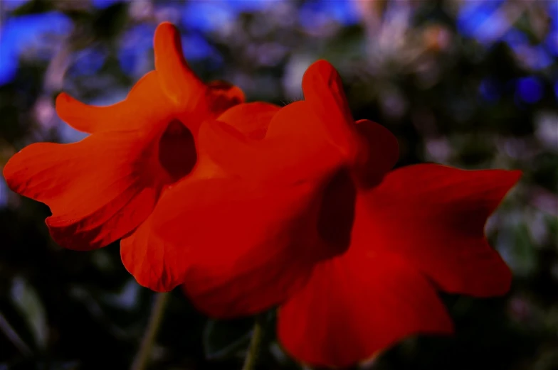 two red flowers are in the center of some greenery