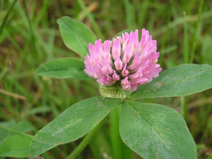 this flower is very small and has a pink center