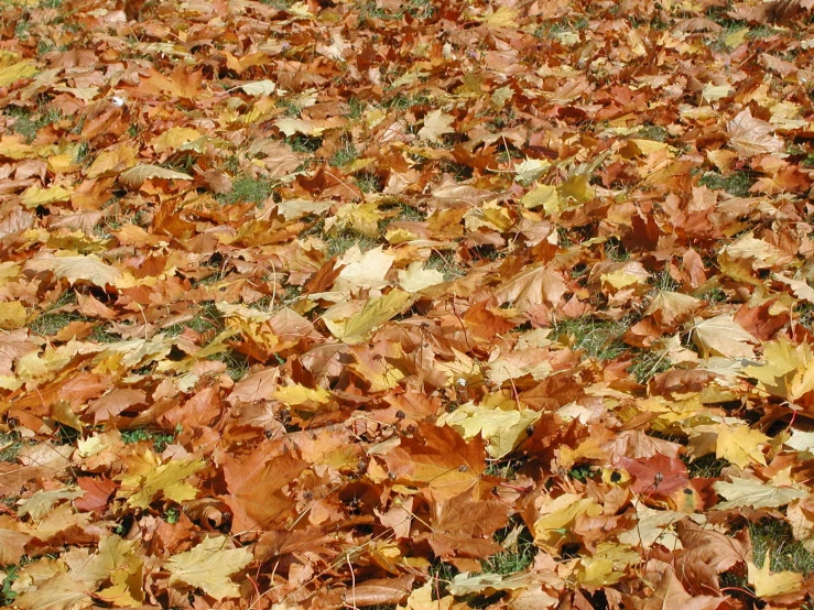 yellow leaves on ground in front of bench