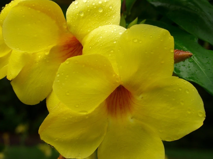 yellow flowers with red center petals and droplets