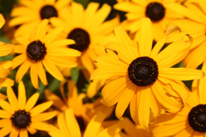 a lot of yellow flowers that are blooming