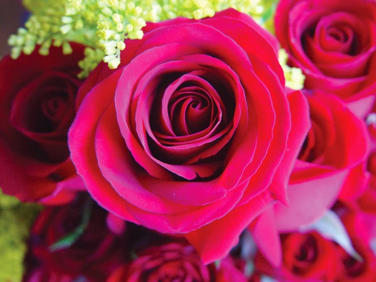 a close up view of a bunch of red roses