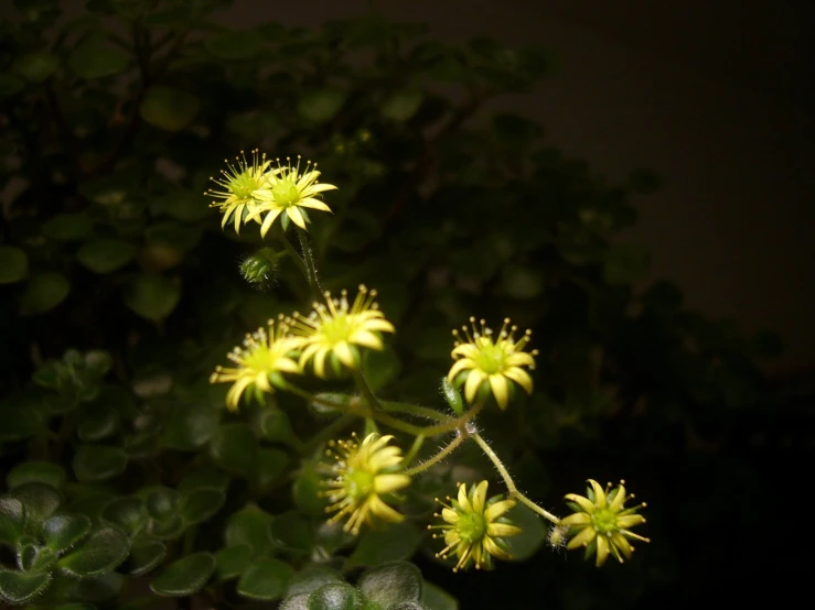 an arrangement of flowers in bloom in the night