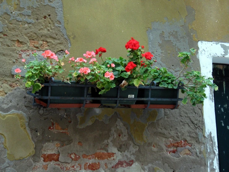 two flowers are sitting on top of a window box